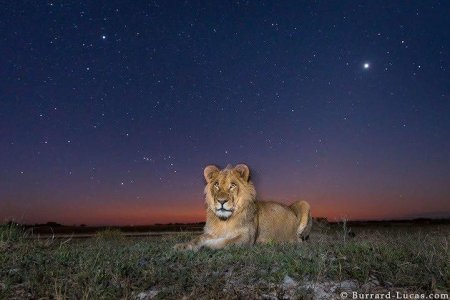 Потрясающие фотографии ночной Африки - ФОТО