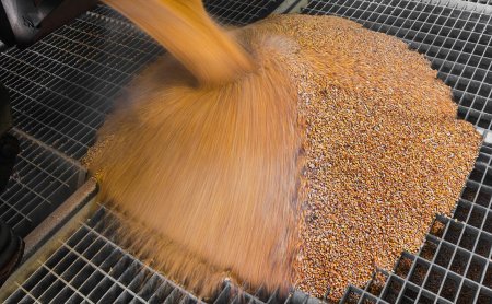 Страны в ЕС хотят запретить импорт украинского зерна