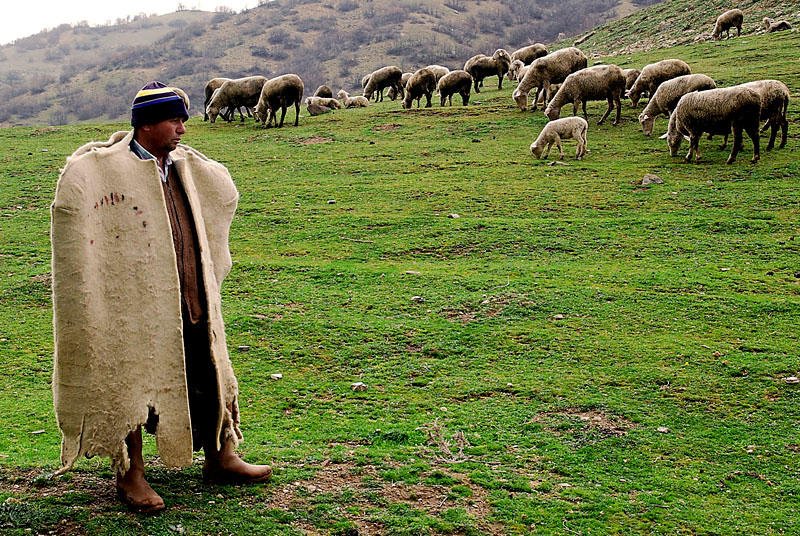 Xızıda çobanın 40 keçisi zorla əlindən alındı