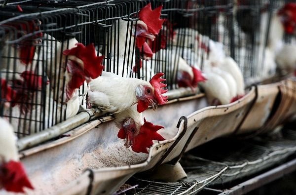 Bakıda toyuq oğurlayan erməni qardaşlar tutuldu