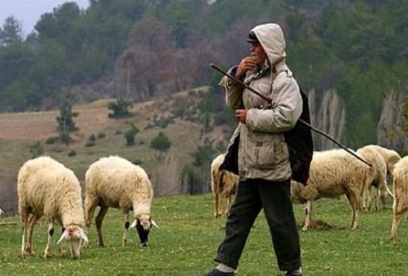 Çoban fermeri öldürdü