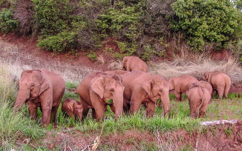 Çində 150 min nəfər sakin fil sürüsünə görə təxliyə edilib