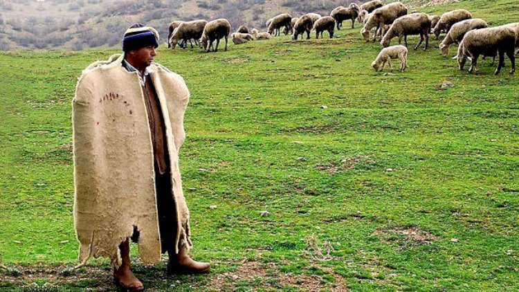 Çoban ferma sahibini güllələdi