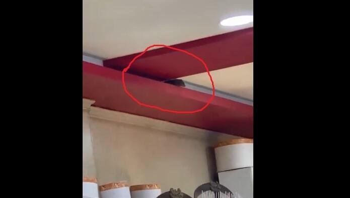 Bakıda bu məşhur restoranda siçanlar məskən saldı - Video
