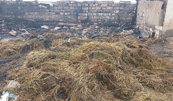 Goranboyda ferma yandırıldı, 230 baş heyvan tələf oldu