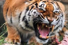 Pələng 55 yaşlı kişini parçalayıb